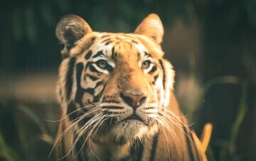 7-Day African Wildlife Safari Holiday