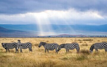 7-Day African Wildlife Safari Holiday