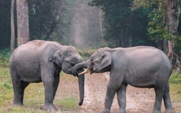 7-Day African Wildlife Safari Holiday